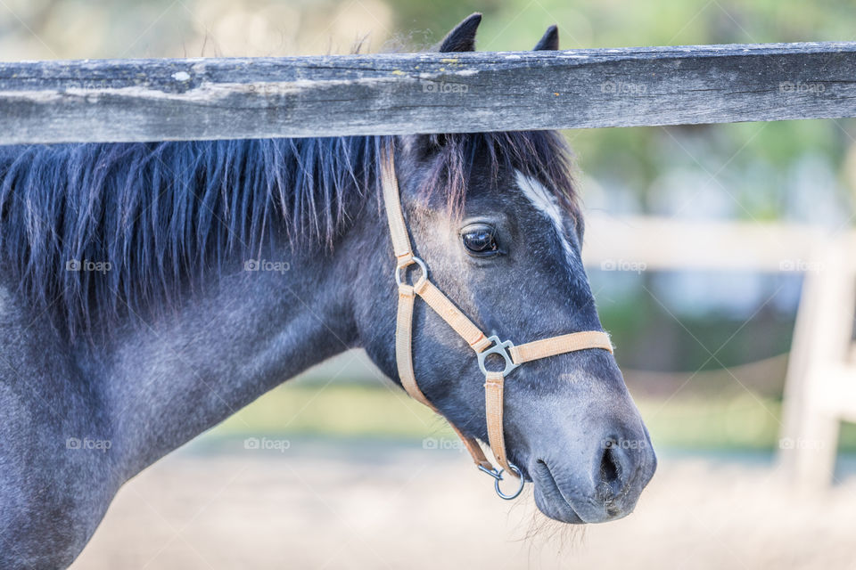 Animal, Farm, Head, Nature, Horse