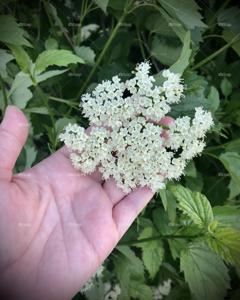 A hand full of flowers 