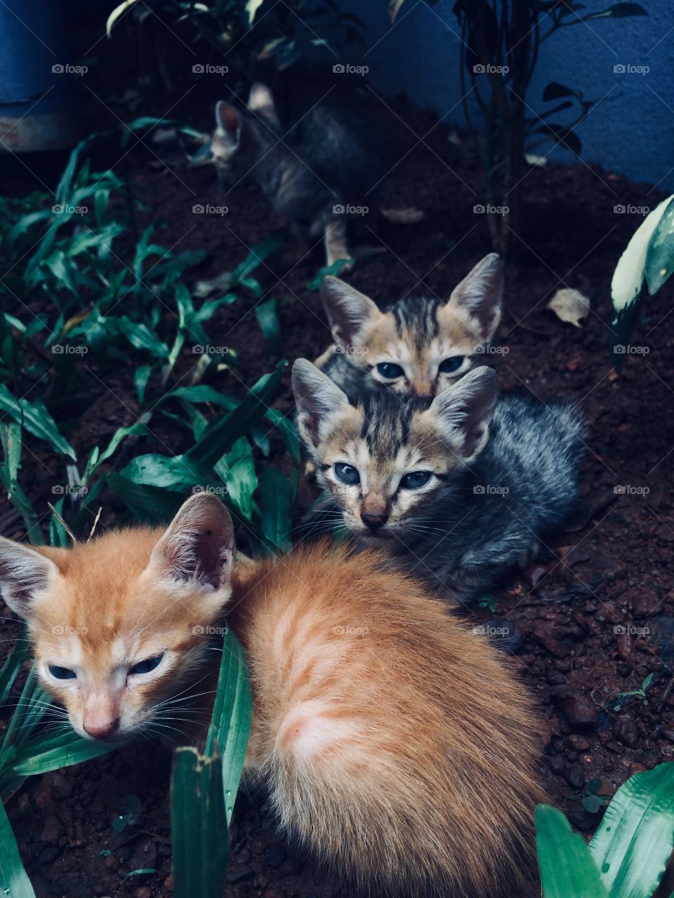 Cute kittens in Goa 2018