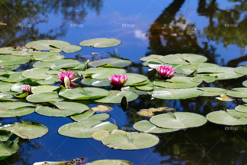 Quad of Waterlilies 2