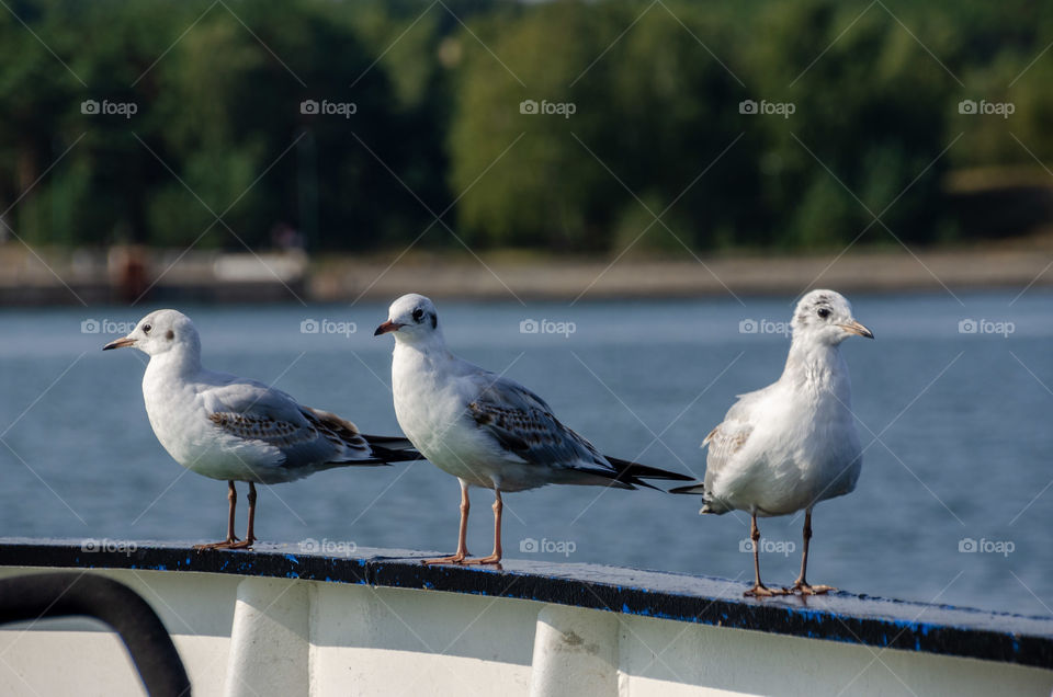 Three birds on rail