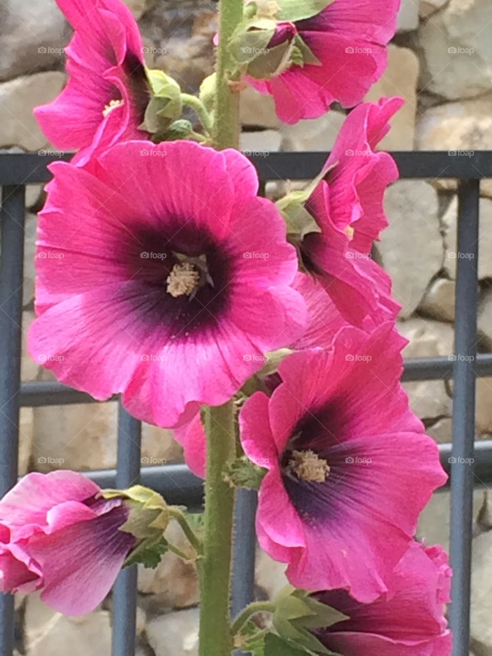 Pink flowers at the Getty Villa 