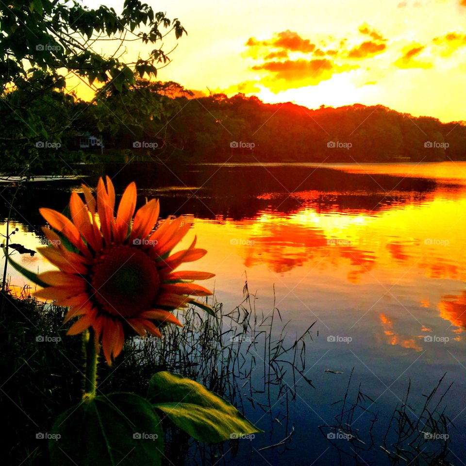 Sunflower sunrise