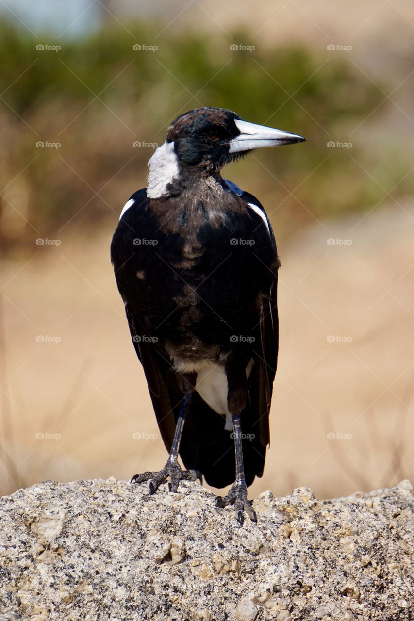 Magpie