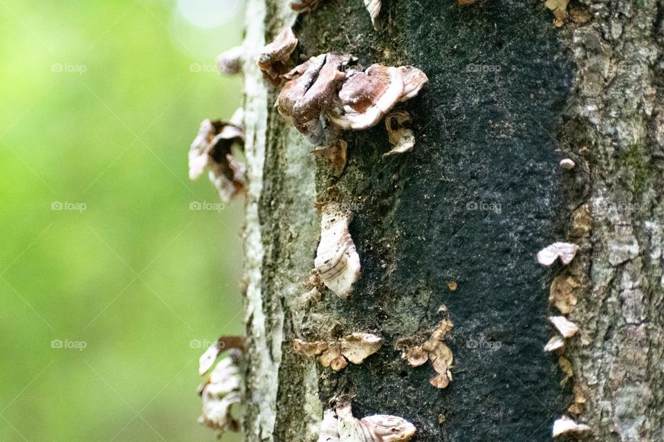 Mushrooms on the side of a tree