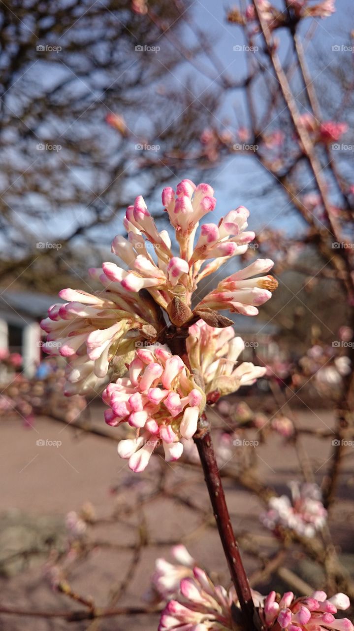 Close-up of flower