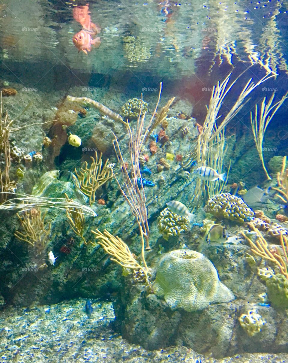 The Aquarium of the Pacific in Long Beach, California