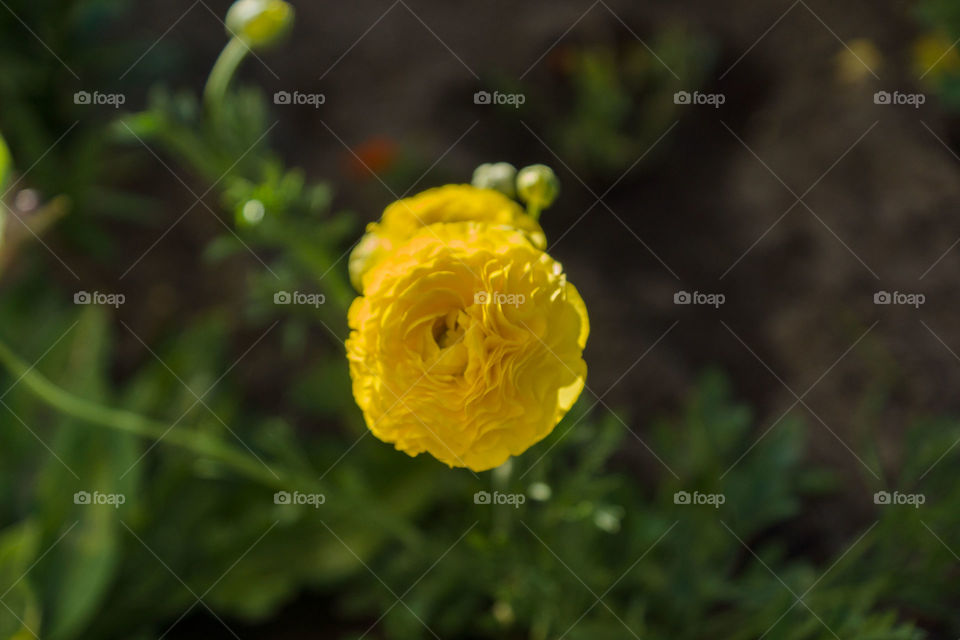Yellow flower