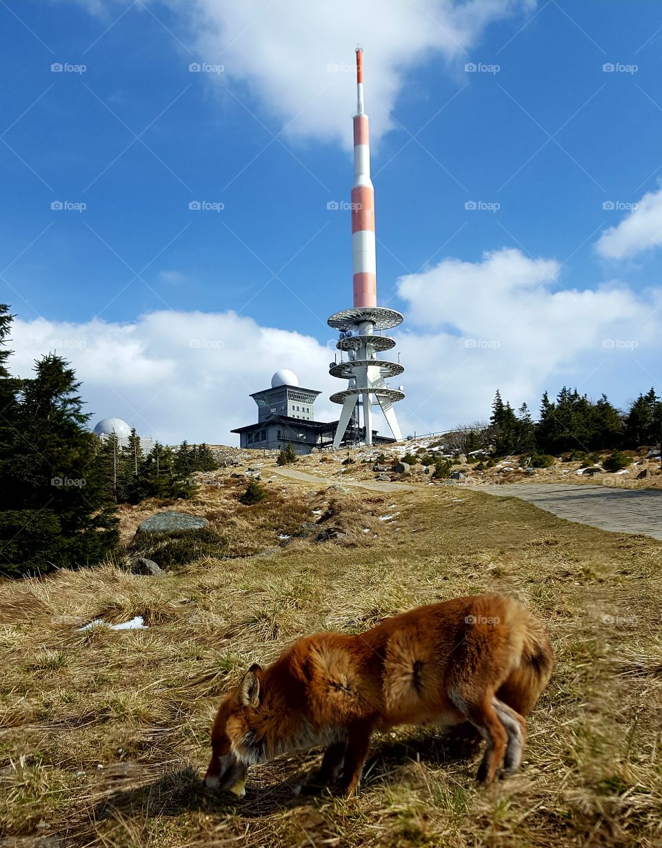 Fuchs auf dem Brocken