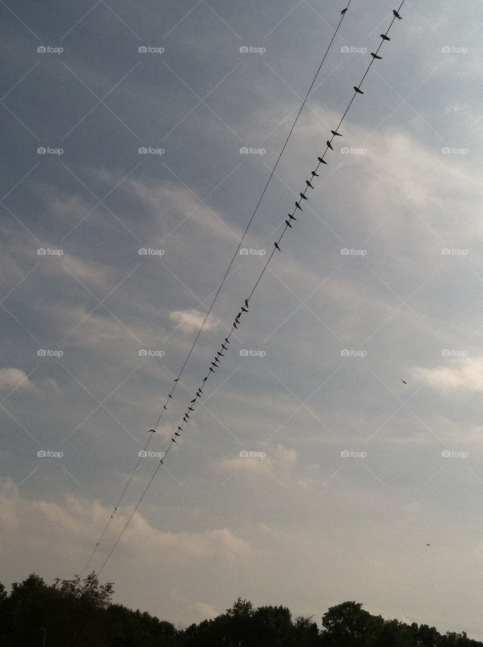 Birds on wire 