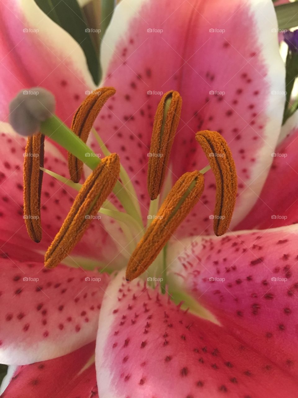 Lily texture