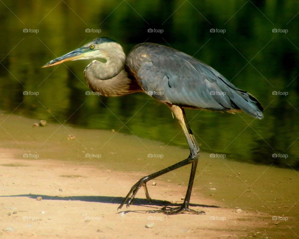Great Blue Heron Walking in Water
