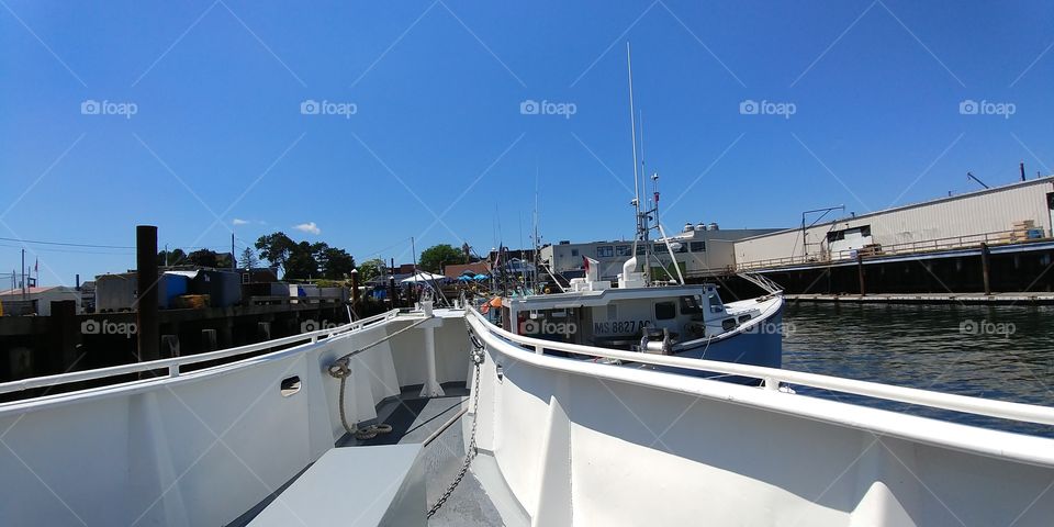 whale watching boat