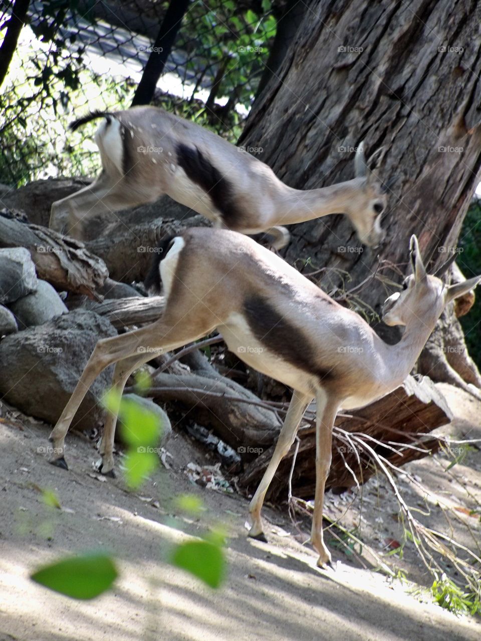 At the LA zoo