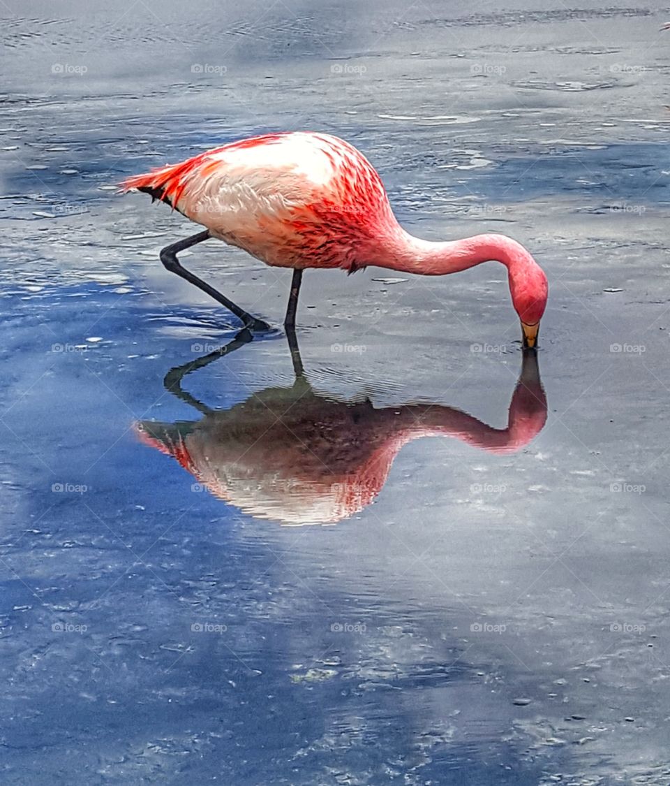 Flamingo feeding on a bright sunny morning