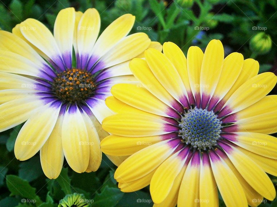 yellow blossoms