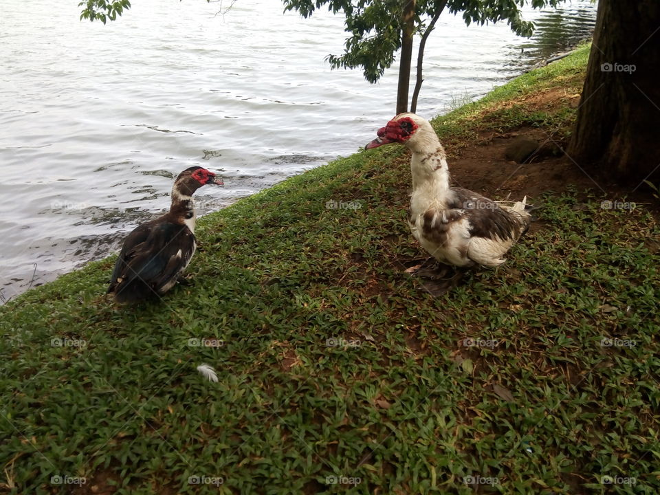 Ducks in a Lake in Srilanka