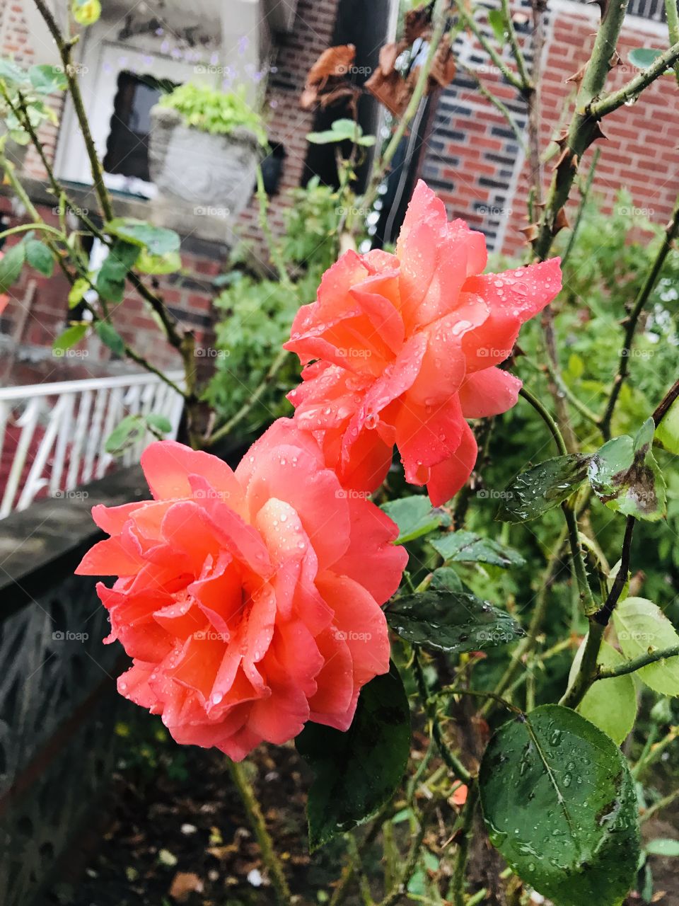 Roses under the rain 