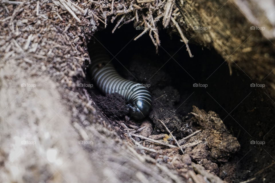 A larvae is eating, in the hole of a dead wood.