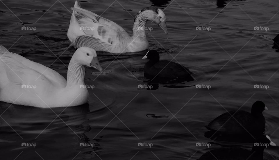 geese on Lake Averno