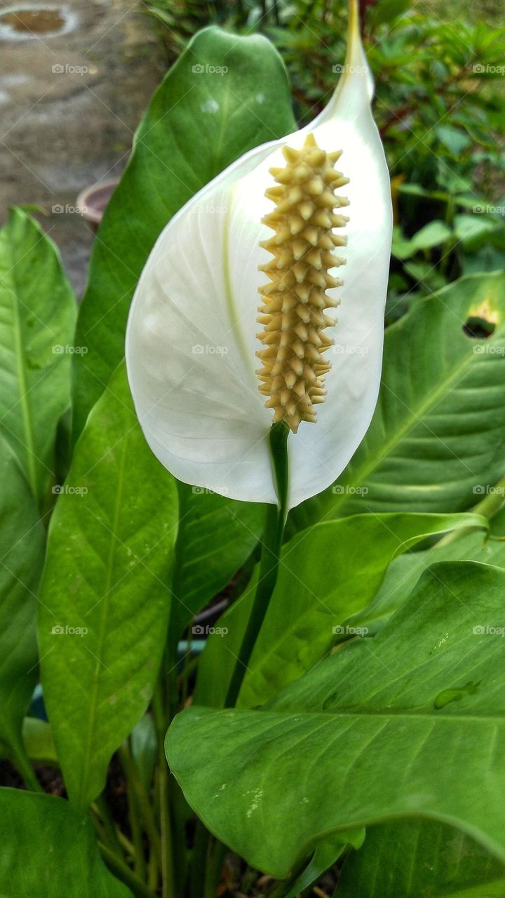 Beautiful white Spathiphyllum kochii flowers decorate the garden