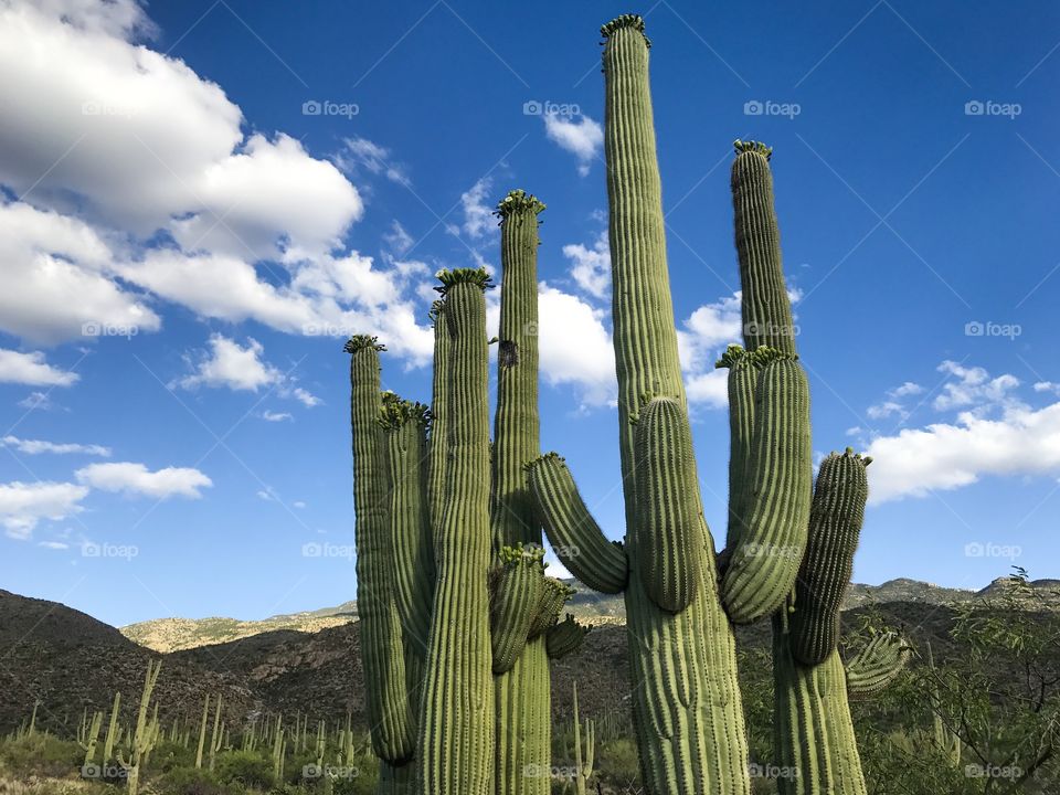 Desert Landscape - Cactus 