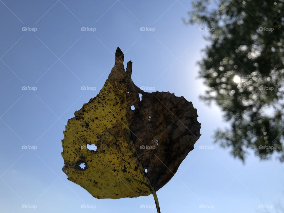 Bug eaten leaf that is showing changing colors of autumn