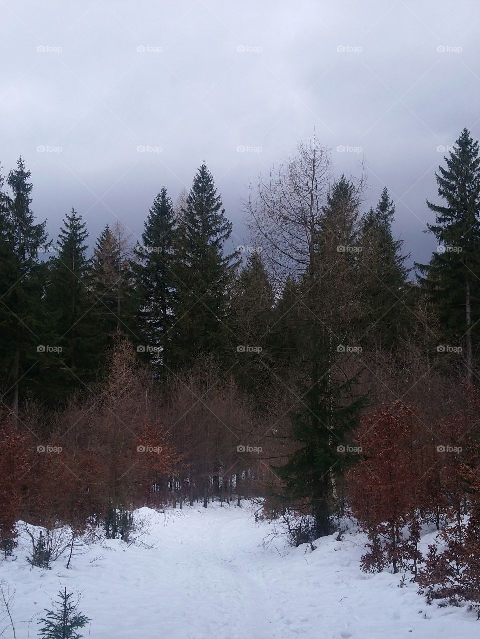 Winter in polish mountain