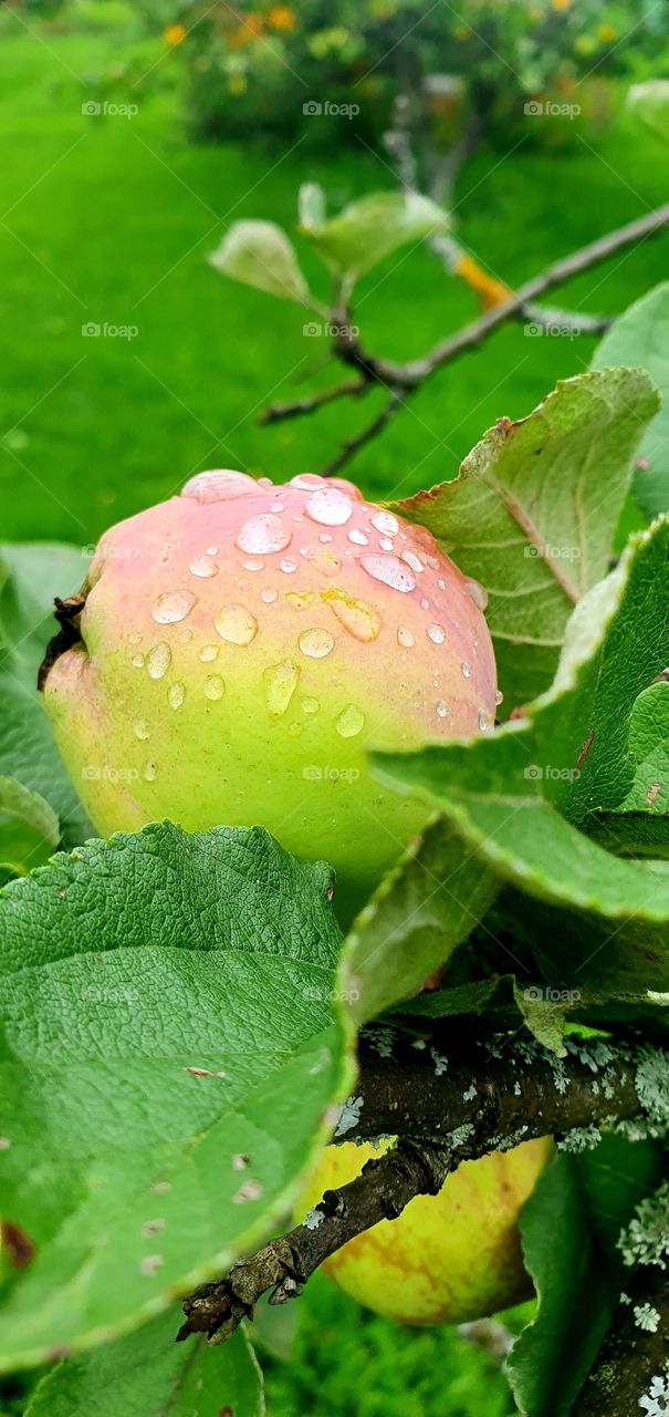 Raindrops on the apple