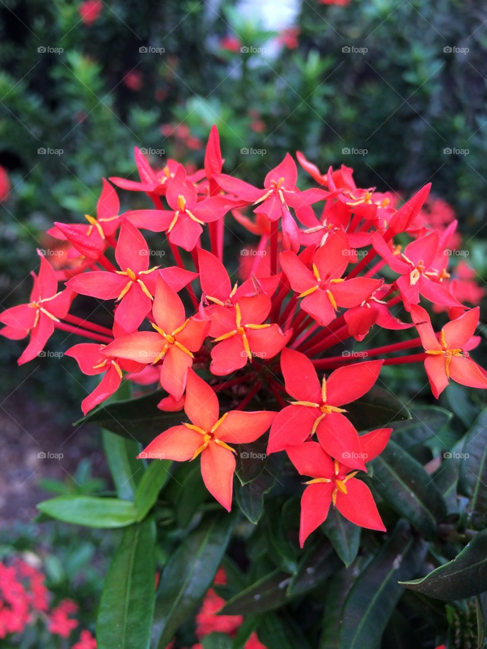 Red flower in garden