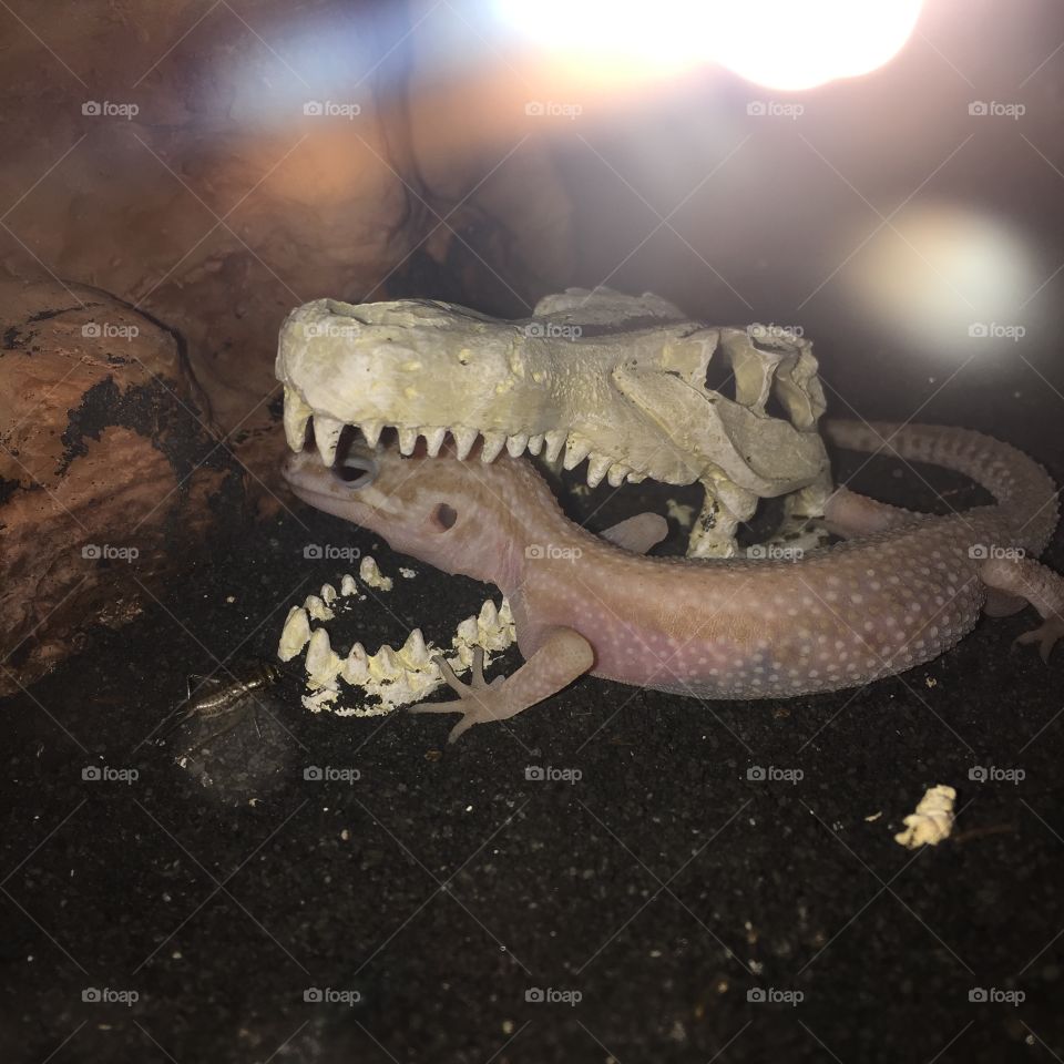 Gecko takes a nap in skull decor