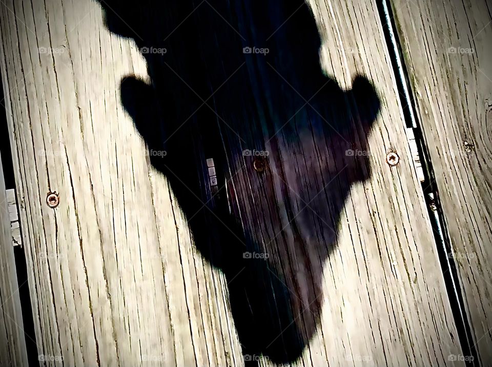 Dog’s Head Shadow Watching Something Standing Under The Warm Morning Sun On A Wooden Porch.