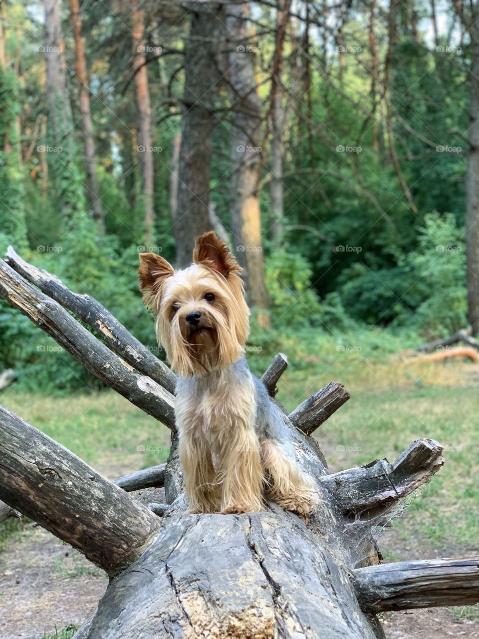 Dog in the wood 