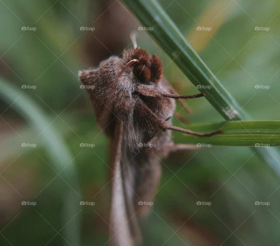 Macro photo of a village moth