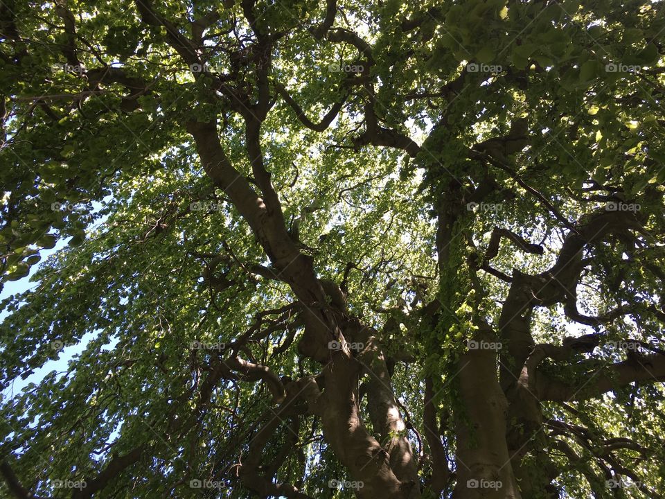 European Weeping Beech
