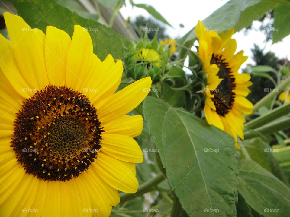 Sunflower