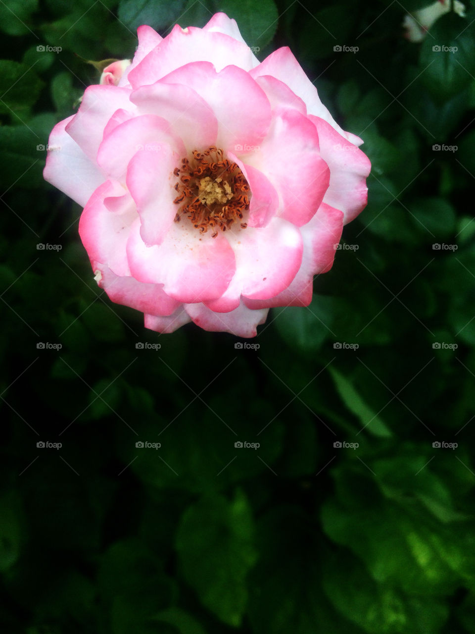 A pink rose blooming in the garden