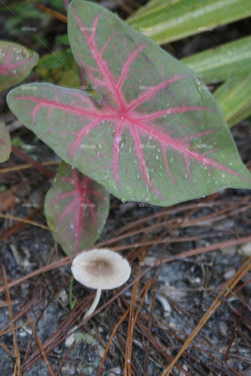Caladium and mushroom