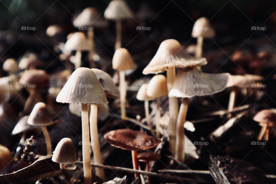 Autumn mushrooms 