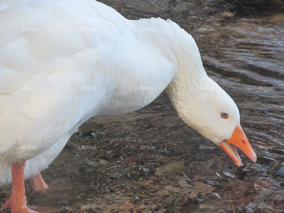 webbed friend. cute little webbed friend.