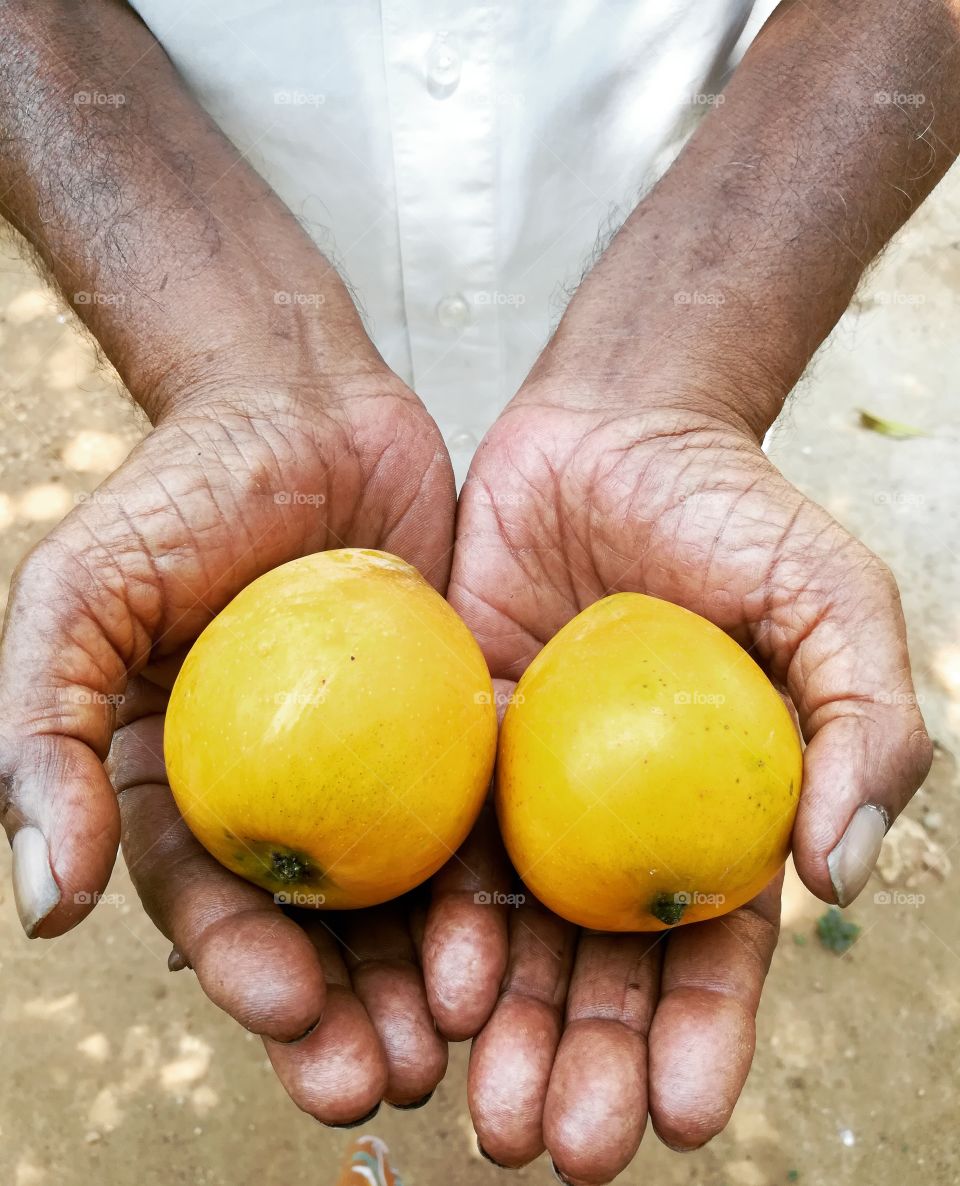 High angle view of mangoes on human hand