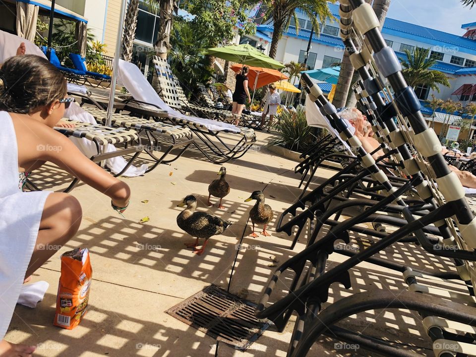 Resort ducks