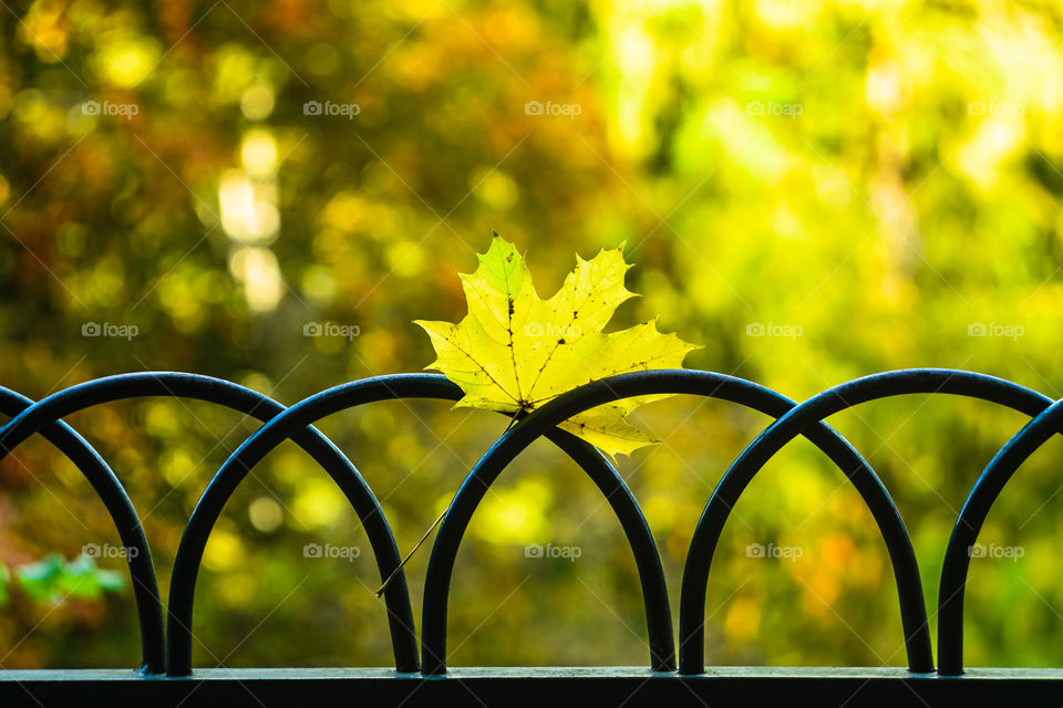 yellow maple leaf on the fence in the autumn park