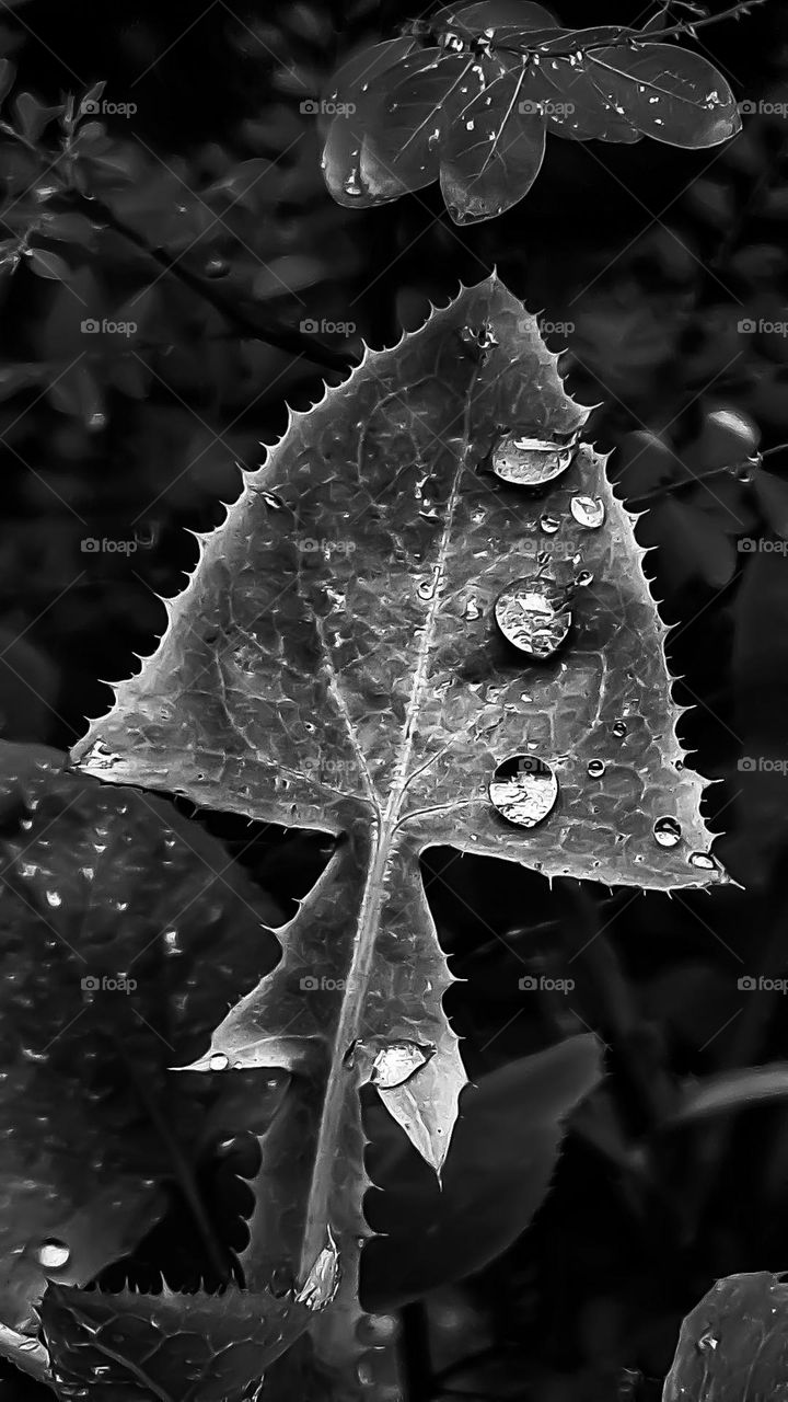 Pingos de chuva penduram-se nas folhas formando gotas luminosas enfileiradas.  O capricho e a beleza da mãe Natureza em todo seu esplendor.