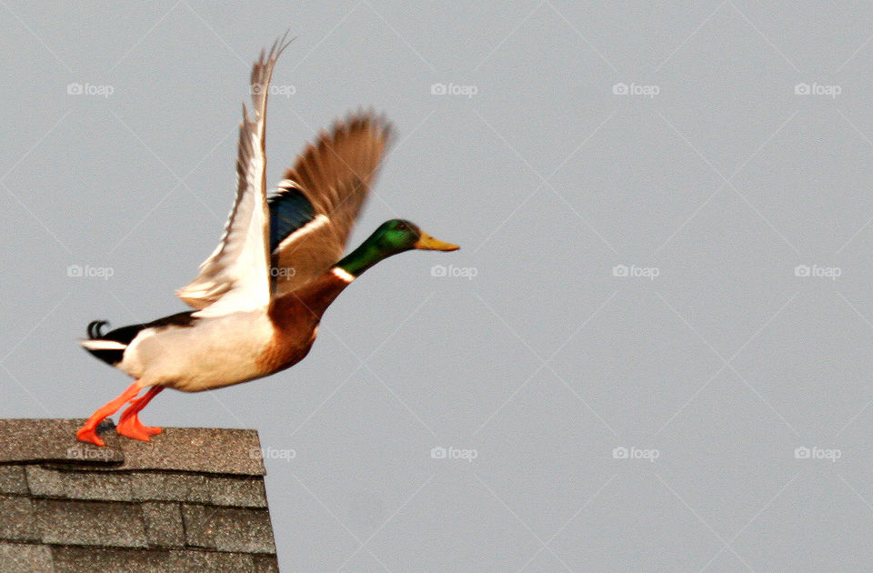 Duck on a Roof