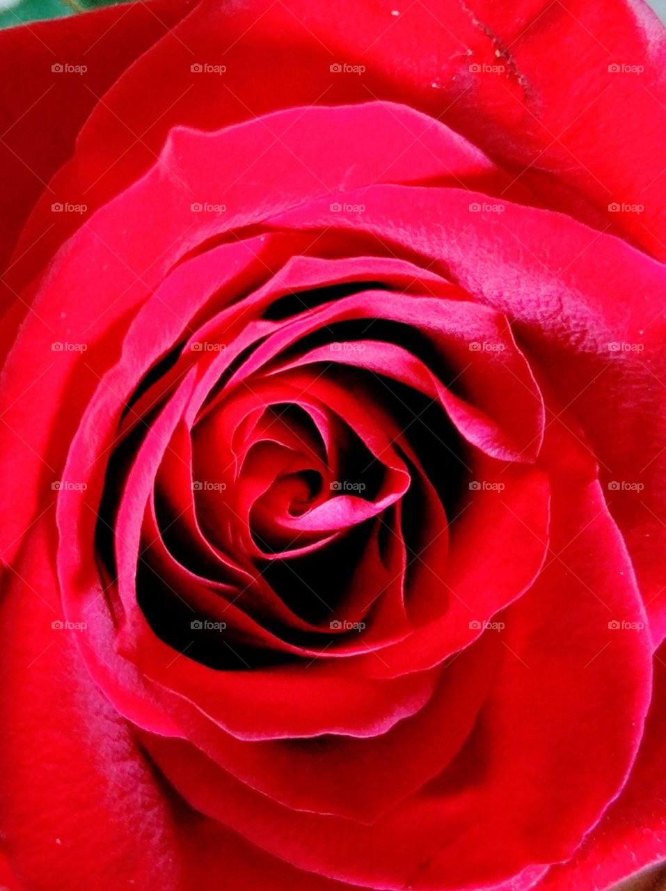 Red Rose swirl