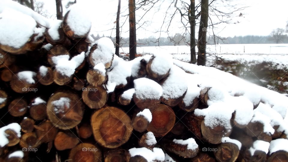 Winter, Snow, Wood, Nature, Tree