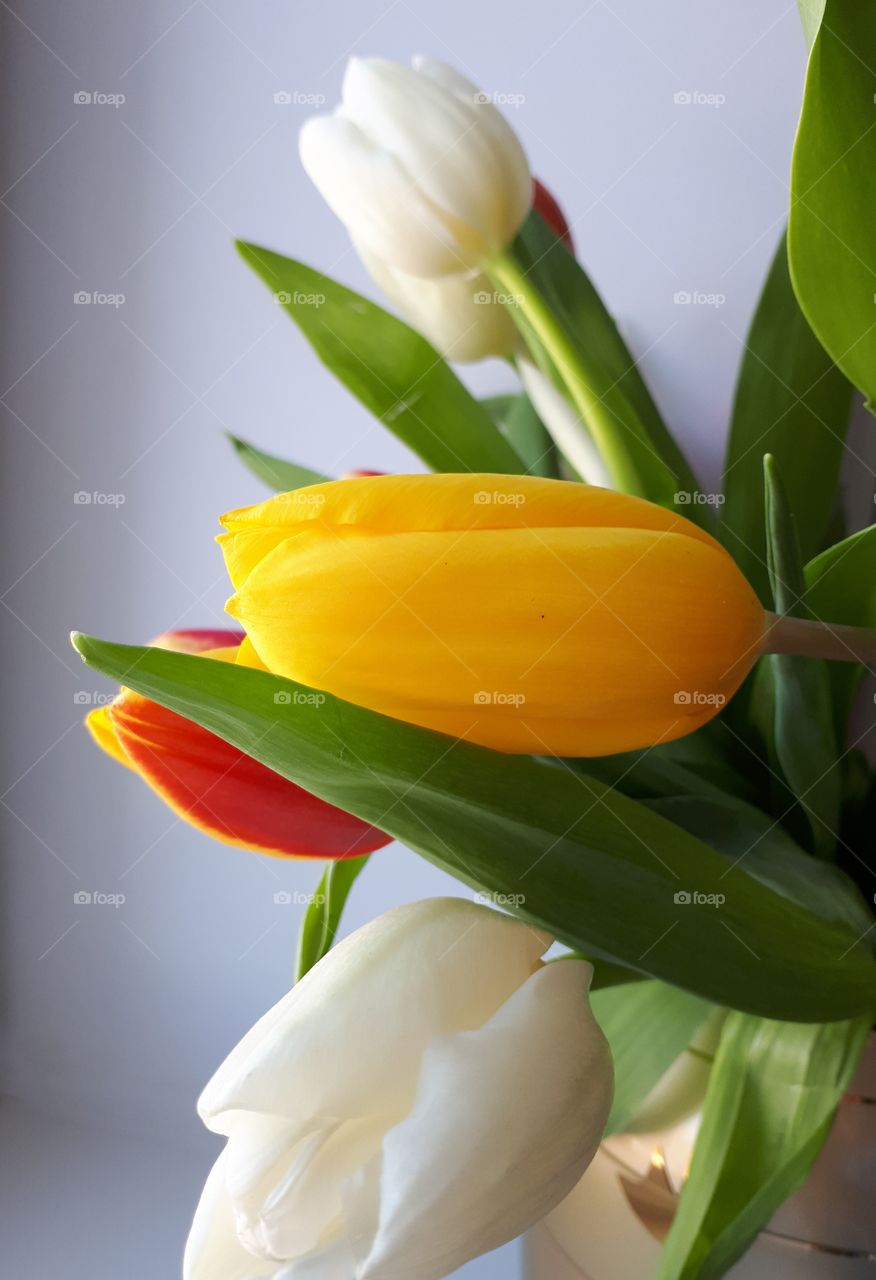 Tulips in a vase