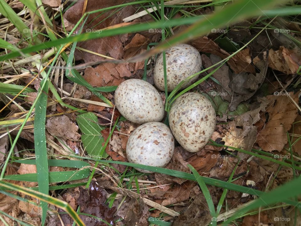 Eggs 