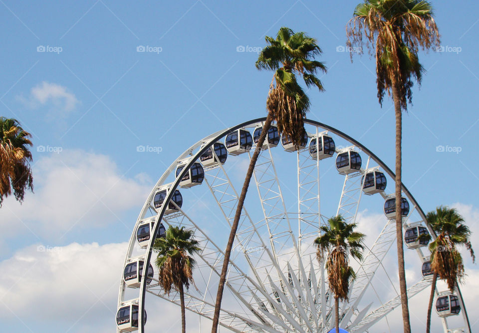 Ferris wheel and palm trees